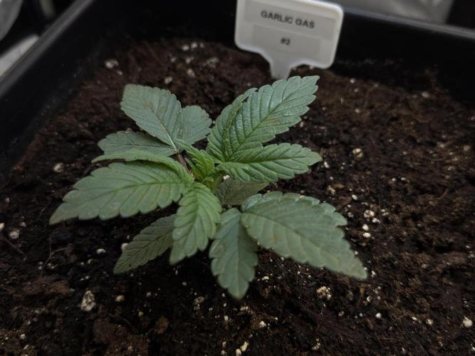 Garlic Gas ⛽️ fem - Sensi Seeds. Week 2 - Garlic Gas #2 - Veg week 2/3