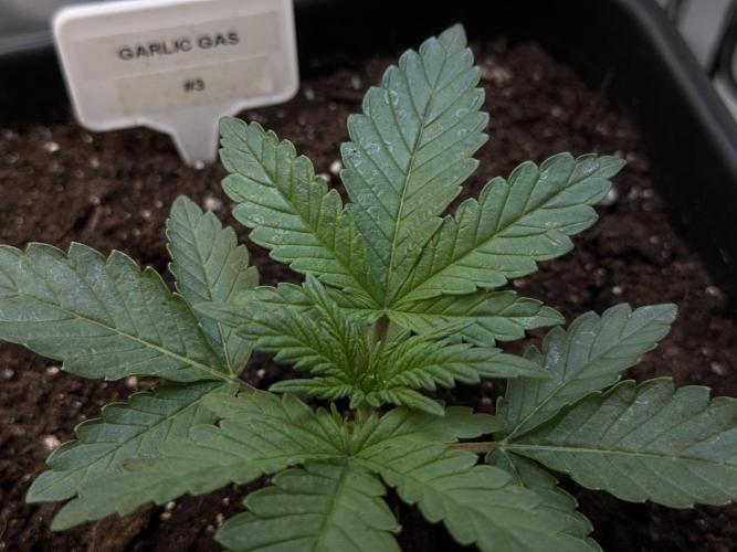 Garlic Gas ⛽️ fem - Sensi Seeds. Week 2 - Garlic Gas #3 - Veg week 2/3