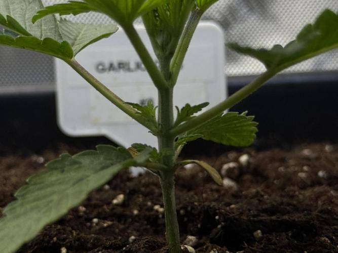 Garlic Gas ⛽️ fem - Sensi Seeds. Week 2 - Garlic Gas #3 - Veg week 2/3