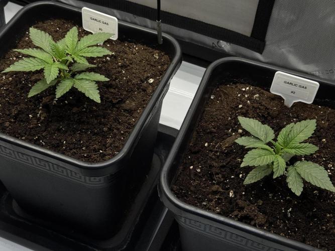 Garlic Gas ⛽️ fem - Sensi Seeds. Week 2