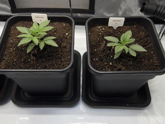Garlic Gas ⛽️ fem - Sensi Seeds. Week 2