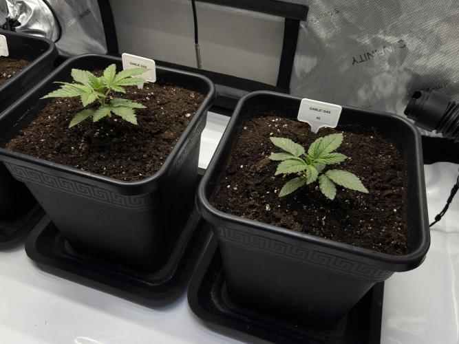 Garlic Gas ⛽️ fem - Sensi Seeds. Week 2