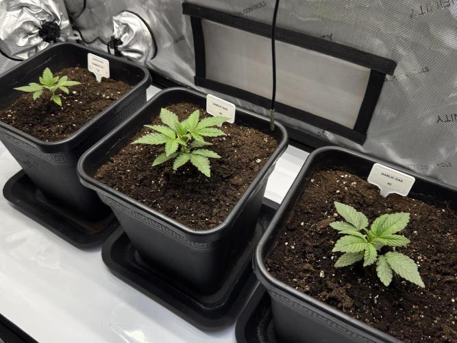 Garlic Gas ⛽️ fem - Sensi Seeds. Week 2