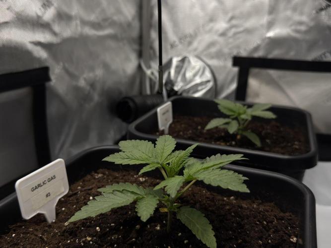 Garlic Gas ⛽️ fem - Sensi Seeds. Week 2 - Garlic Gas #3 - Veg week 2/3