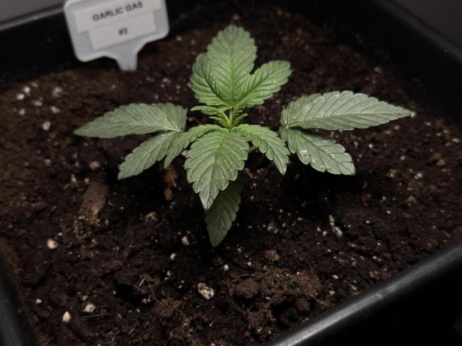 Garlic Gas ⛽️ fem - Sensi Seeds. Week 2 - Garlic Gas #2 - Veg week 2/3