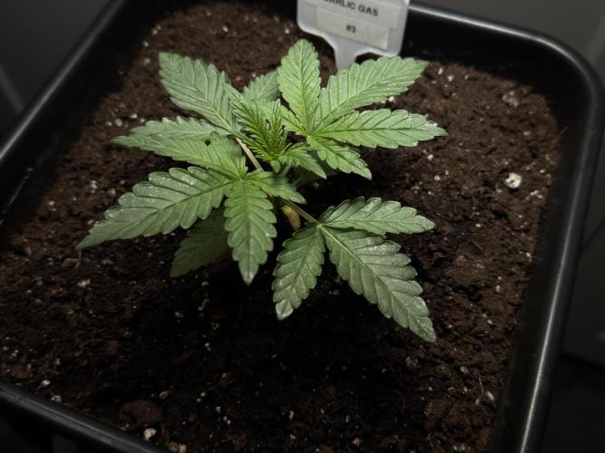 Garlic Gas ⛽️ fem - Sensi Seeds. Week 2 - Garlic Gas #3 - Veg week 2/3