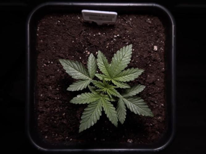 Garlic Gas ⛽️ fem - Sensi Seeds. Week 2 - Garlic Gas #3 - Veg week 2/3