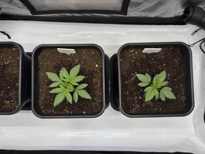Garlic Gas ⛽️ fem - Sensi Seeds. Week 2
