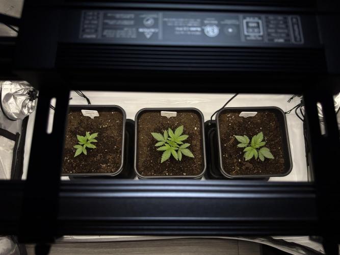 Garlic Gas ⛽️ fem - Sensi Seeds. Week 2