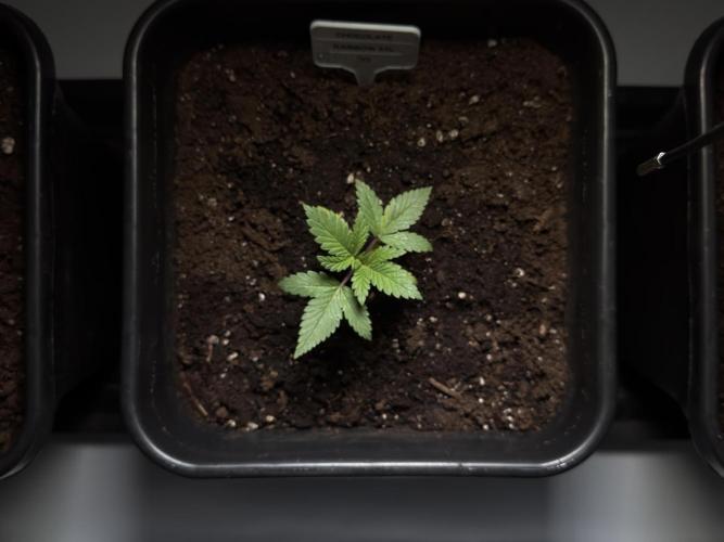 Garlic Gas ⛽️ fem - Sensi Seeds. Week 2 - Chocolate Rainbow XXL #2 - Veg Week 2/3