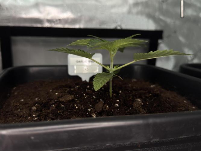 Garlic Gas ⛽️ fem - Sensi Seeds. Week 2 - Garlic Gas #2 - Veg week 2/3