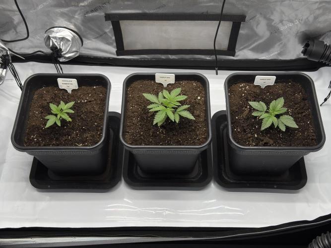 Garlic Gas ⛽️ fem - Sensi Seeds. Week 2