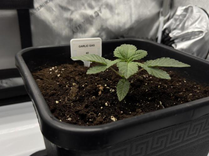 Garlic Gas ⛽️ fem - Sensi Seeds. Week 2 - Garlic Gas #2 - Veg week 2/3
