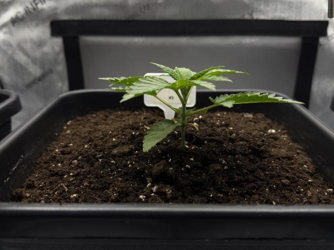 Garlic Gas ⛽️ fem - Sensi Seeds. Week 2 - Garlic Gas #3 - Veg week 2/3