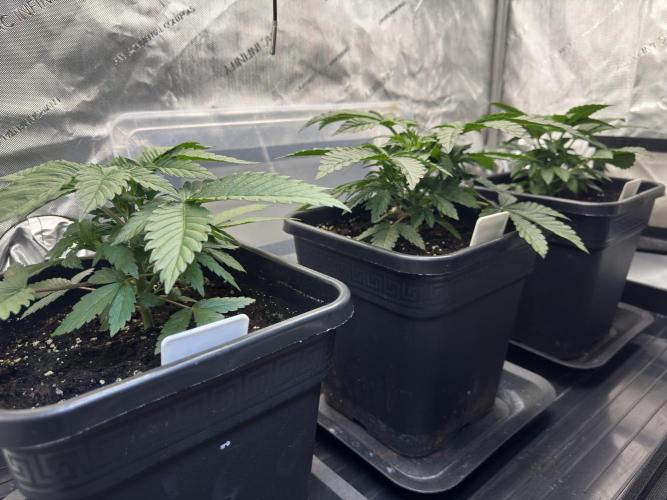 Sensi Chocolate Rainbow XXL 🍫 fem. Week 3 - Day 25 veg week 3/4 - Chocolate Rainbow XXL / Garlic Gas #3 / Garlic Gas #2