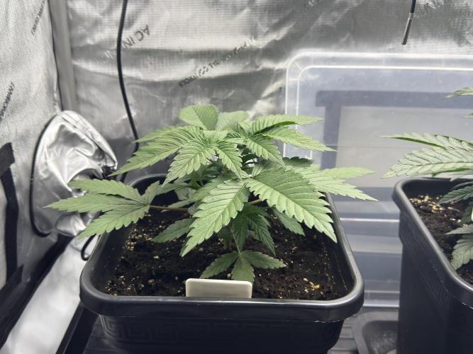 Sensi Chocolate Rainbow XXL 🍫 fem. Week 3