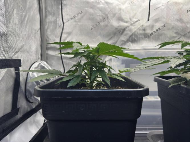 Sensi Chocolate Rainbow XXL 🍫 fem. Week 3