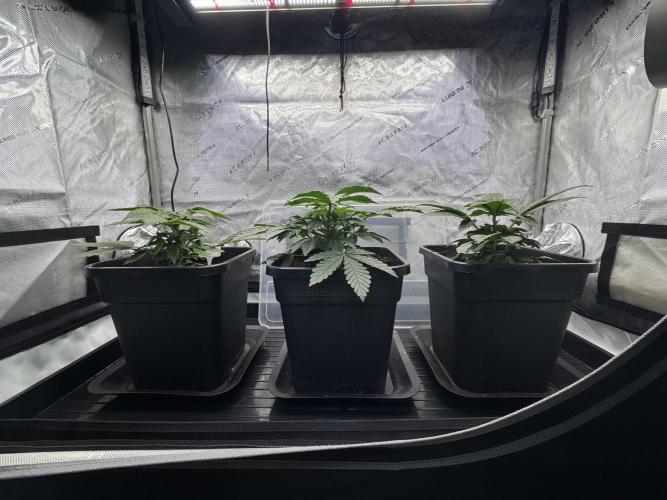 Sensi Chocolate Rainbow XXL 🍫 fem. Week 3 - Day 25 veg week 3/4 - Chocolate Rainbow XXL / Garlic Gas #3 / Garlic Gas #2