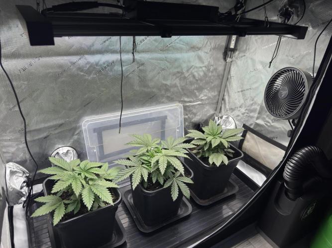 Sensi Chocolate Rainbow XXL 🍫 fem. Week 3 - Day 25 veg week 3/4 - Chocolate Rainbow XXL / Garlic Gas #3 / Garlic Gas #2