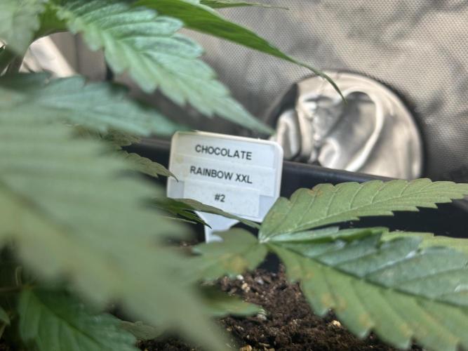 Sensi Chocolate Rainbow XXL 🍫 fem. Week 3