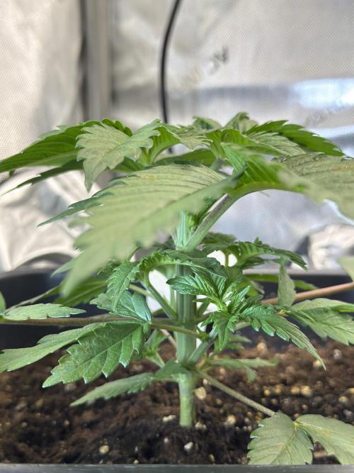 Sensi Chocolate Rainbow XXL 🍫 fem. Week 3