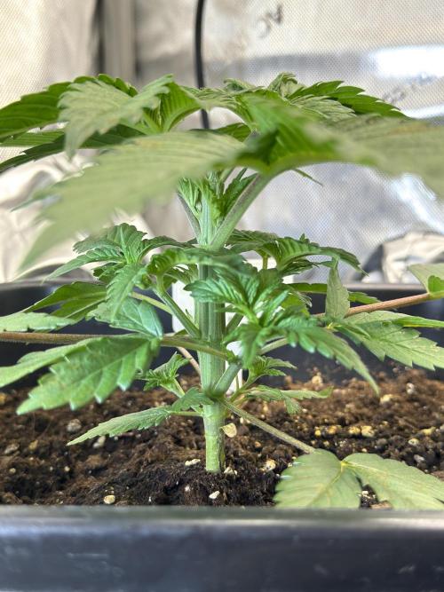 Sensi Chocolate Rainbow XXL 🍫 fem. Week 3