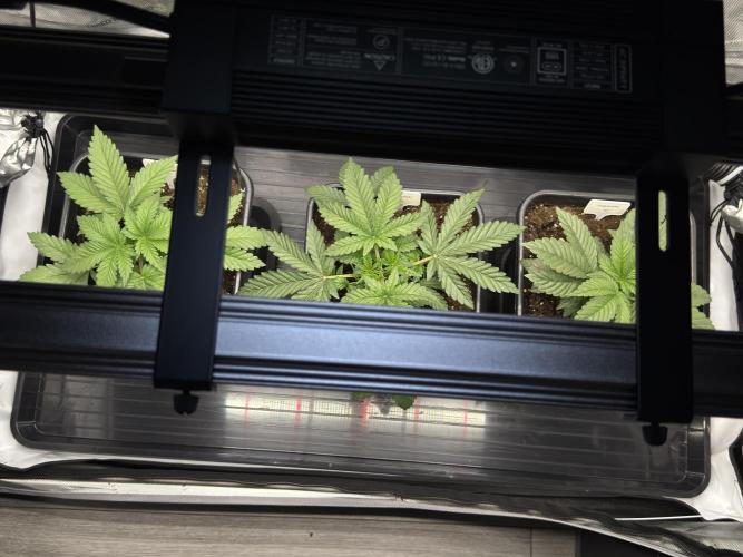 Sensi Chocolate Rainbow XXL 🍫 fem. Week 3 - Day 25 veg week 3/4 - Chocolate Rainbow XXL / Garlic Gas #3 / Garlic Gas #2