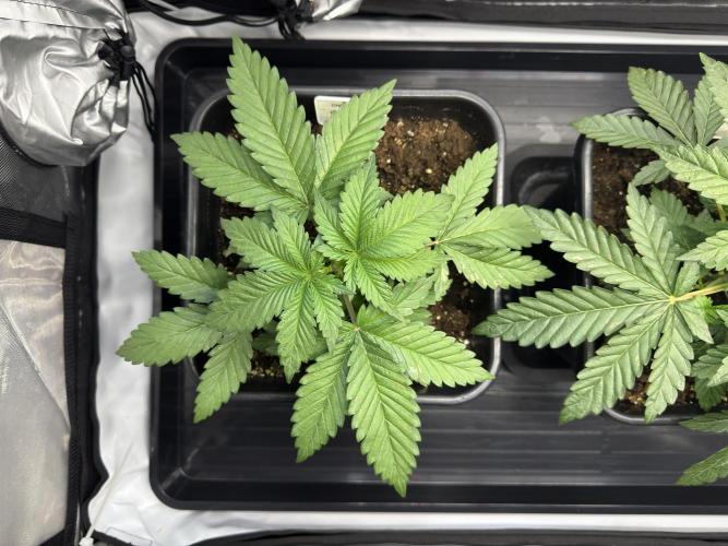 Sensi Chocolate Rainbow XXL 🍫 fem. Week 3 - Day 25 veg week 3/4 - Next time I'll lower to 2.5mll Vita spay to avoid residue