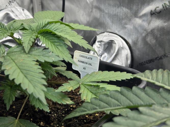 Sensi Chocolate Rainbow XXL 🍫 fem. Week 3