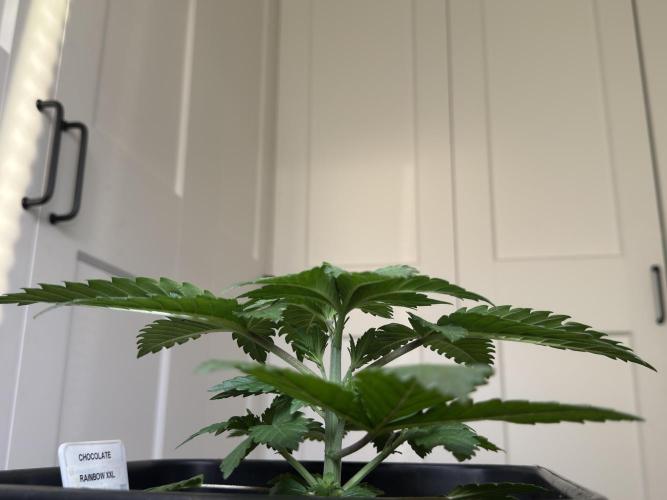 Sensi Chocolate Rainbow XXL 🍫 fem. Week 3