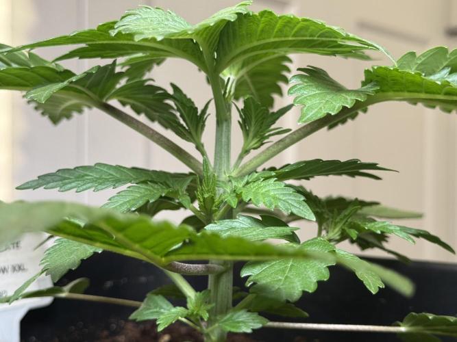 Sensi Chocolate Rainbow XXL 🍫 fem. Week 3