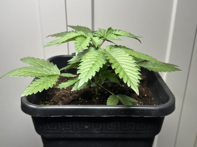 Chocolate Rainbow XXL. Week 3