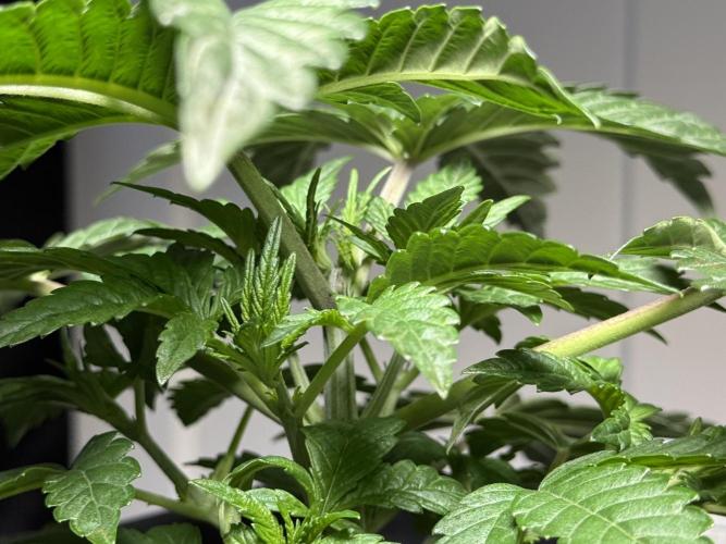 Garlic Gas ⛽️ fem - Sensi Seeds. Week 3 - Garlic Gas #3 - Day 25