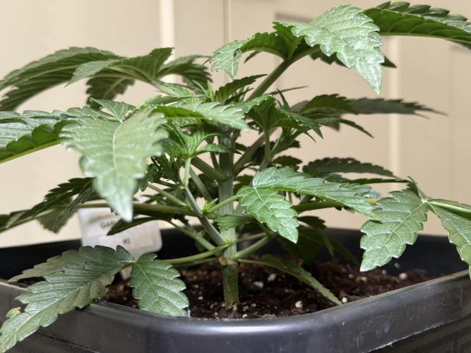 Garlic Gas ⛽️ fem - Sensi Seeds. Week 3 - Garlic Gas #3 - Day 25