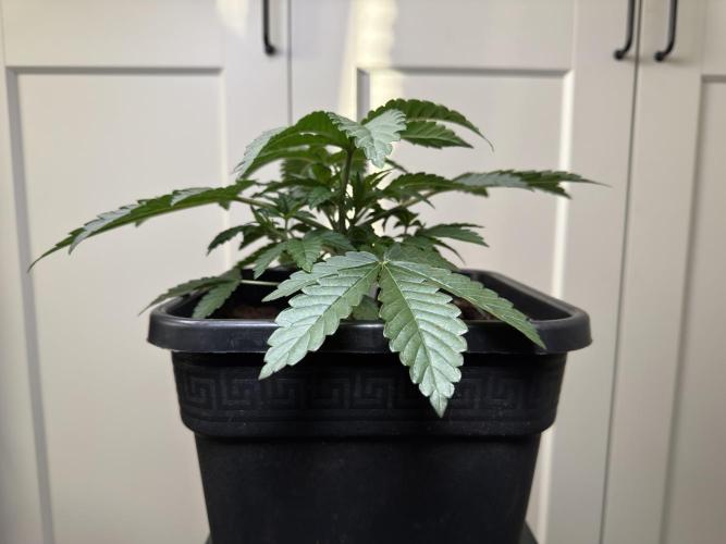 Garlic Gas ⛽️ fem - Sensi Seeds. Week 3 - Garlic Gas #2 - Day 25