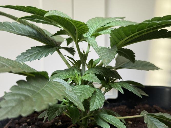 Garlic Gas ⛽️ fem - Sensi Seeds. Week 3 - Garlic Gas #2 - Day 25