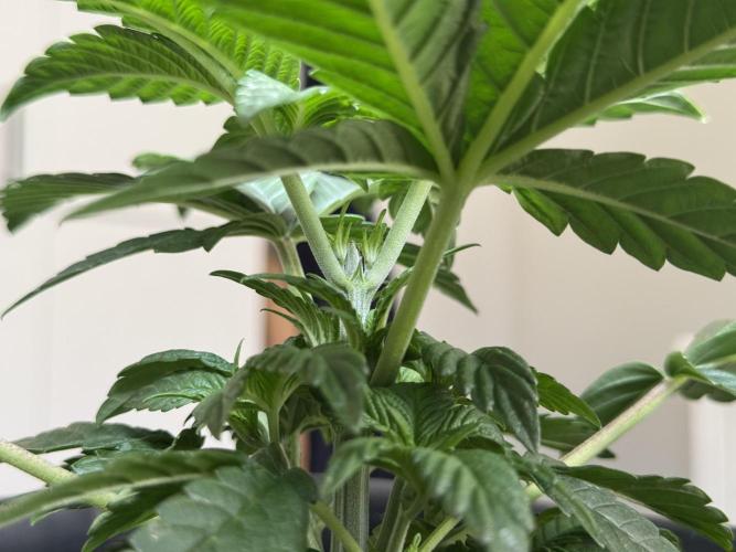 Garlic Gas ⛽️ fem - Sensi Seeds. Week 3 - Garlic Gas #2 - Day 25