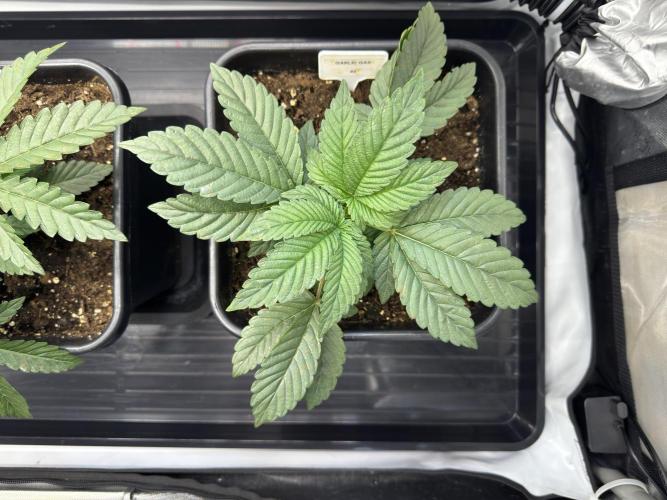 Garlic Gas ⛽️ fem - Sensi Seeds. Week 3 - Garlic Gas #2 - Day 25