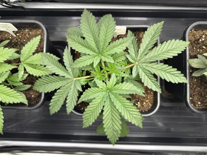 Garlic Gas ⛽️ fem - Sensi Seeds. Week 3 - Garlic Gas #3 - Day 25