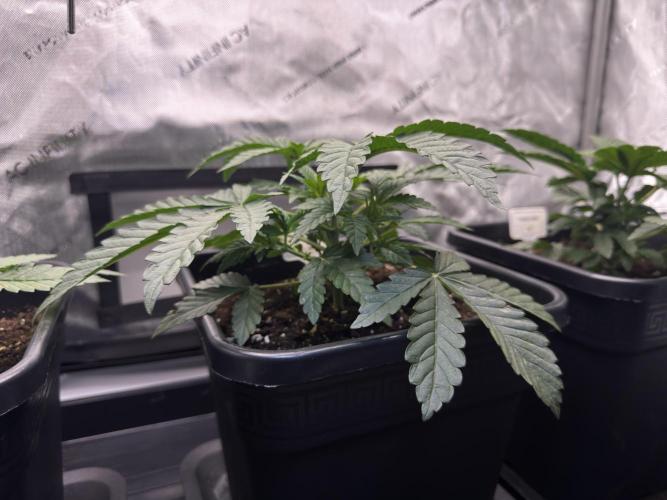 Garlic Gas ⛽️ fem - Sensi Seeds. Week 3 - Garlic Gas #3 - Day 25