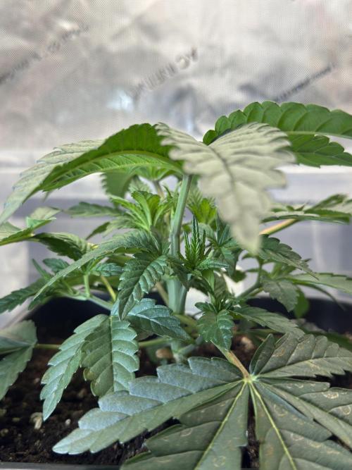 Garlic Gas ⛽️ fem - Sensi Seeds. Week 3 - Garlic Gas #3 - Day 25