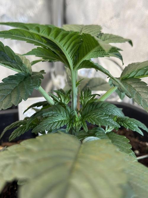 Garlic Gas ⛽️ fem - Sensi Seeds. Week 3 - Garlic Gas #2 - Day 25