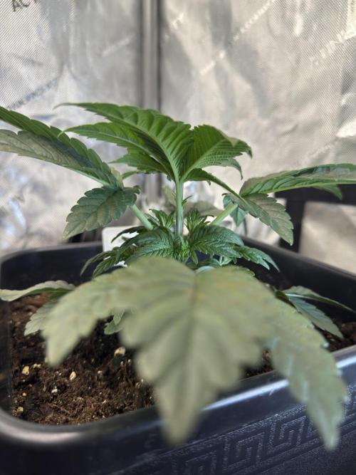 Garlic Gas ⛽️ fem - Sensi Seeds. Week 3 - Garlic Gas #2 - Day 25