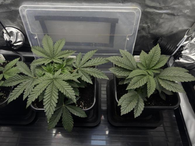 Garlic Gas ⛽️ fem - Sensi Seeds. Week 3 - Garlic Gas #3 / Garlic Gas #2 - Day 25