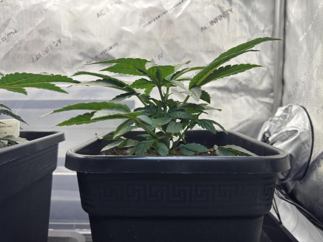 Garlic Gas ⛽️ fem - Sensi Seeds. Week 3 - Garlic Gas #2 - Day 25