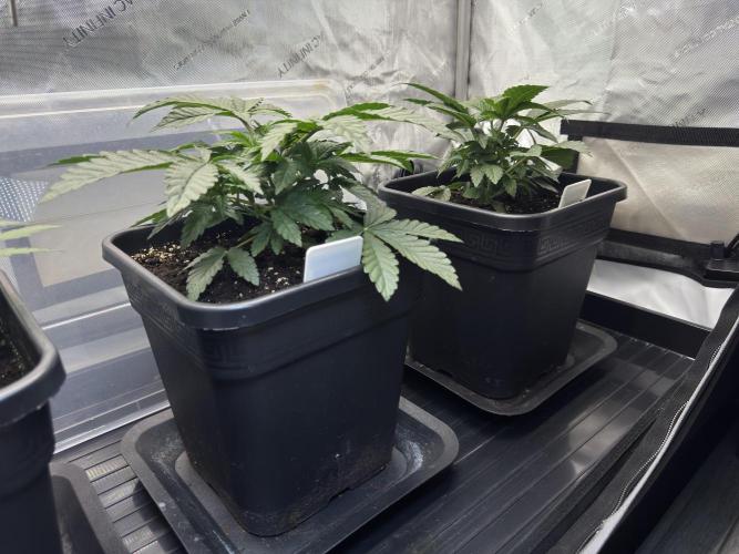 Garlic Gas ⛽️ fem - Sensi Seeds. Week 3 - Garlic Gas #3 / Garlic Gas #2 - Day 25