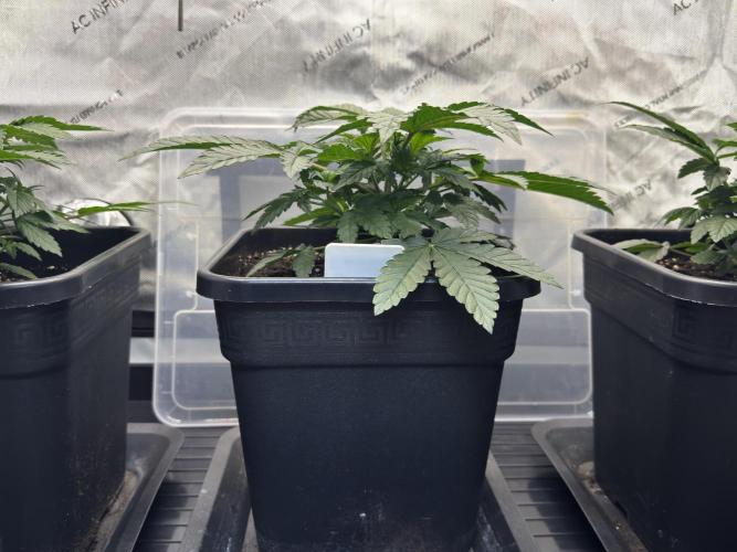Garlic Gas ⛽️ fem - Sensi Seeds. Week 3 - Garlic Gas #3 - Day 25