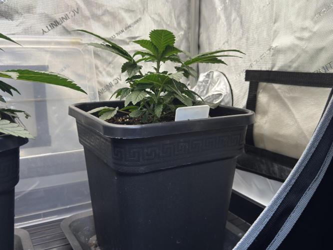 Garlic Gas ⛽️ fem - Sensi Seeds. Week 3 - Garlic Gas #2 - Day 25