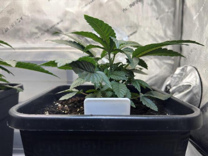 Garlic Gas. Week 3