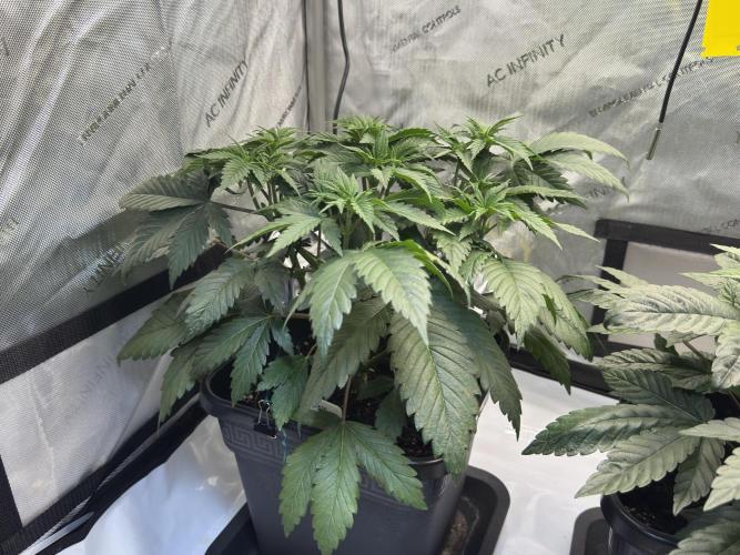 Chocolate Rainbow XXL  fem. Week 5